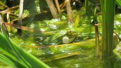Pelophylax lessonae