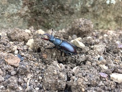 Lucanus cervus