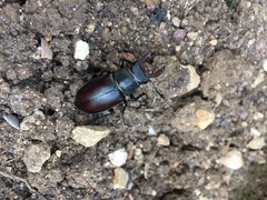 Lucanus cervus