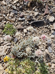 Eriogonum gracilipes