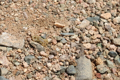Alsophylax pipiens