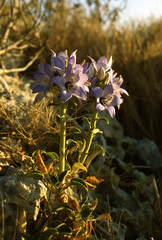 Campanula versicolor tenorei