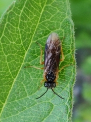 Monostegia