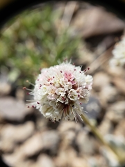 Eriogonum gracilipes