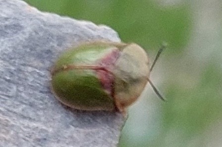 Cassida leucanthemi