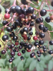 Sambucus nigra