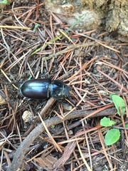 Lucanus cervus