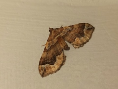 Pelurga comitata