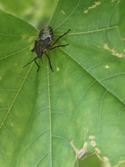 Pentatoma rufipes