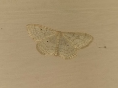 Idaea biselata
