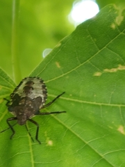 Pentatoma rufipes