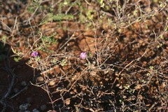 Drosanthemum karrooense