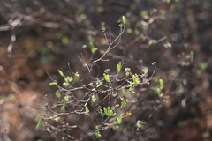 Drosanthemum karrooense
