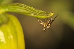 Lonchoptera bifurcata