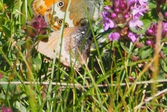 Coenonympha gardetta