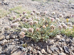 Eriogonum gracilipes