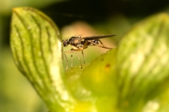 Lonchoptera bifurcata