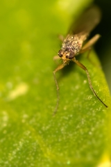 Lonchoptera bifurcata