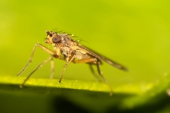 Lonchoptera bifurcata