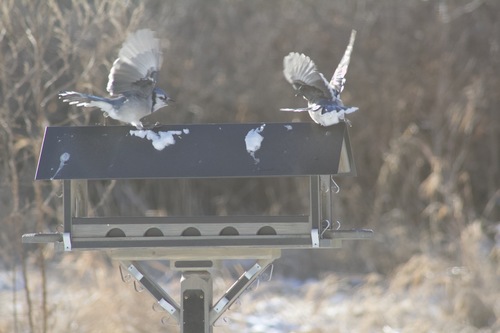 Blue Jay photographed in Iowa