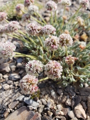 Eriogonum gracilipes