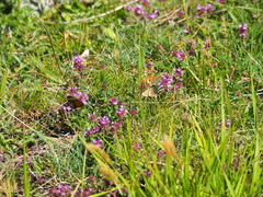 Coenonympha gardetta