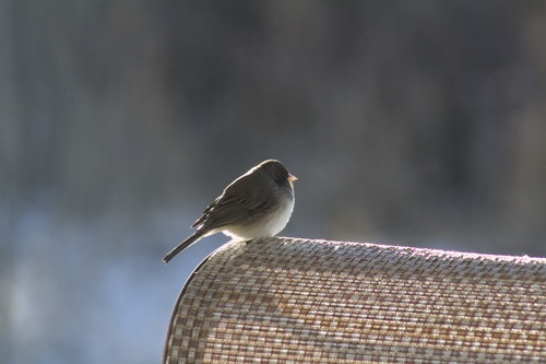 Dark-eyed Junco photographed in Iowa