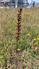 Orobanche foetida