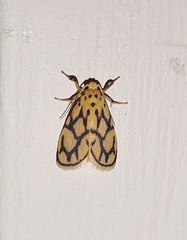 Miltochrista conjunctana