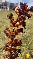 Orobanche foetida