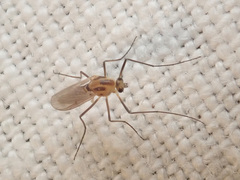 Cricotopus sylvestris