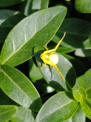 Misumena vatia