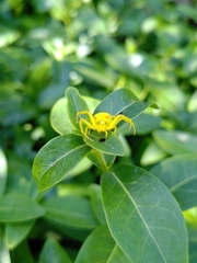Misumena vatia