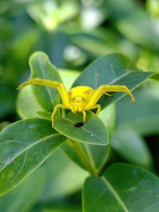 Misumena vatia