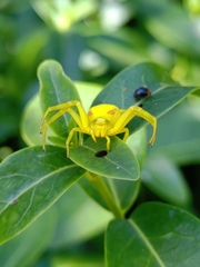 Misumena vatia