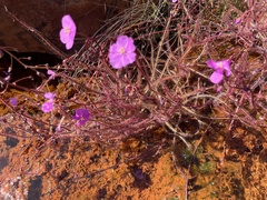Drosera barrettiorum