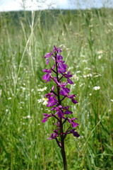 Anacamptis palustris elegans