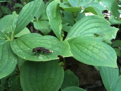 Ontholestes cingulatus