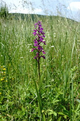 Anacamptis palustris elegans
