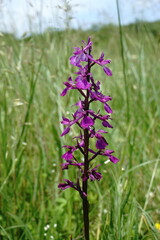 Anacamptis palustris elegans