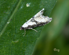 Nigetia formosalis
