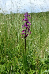 Anacamptis palustris elegans