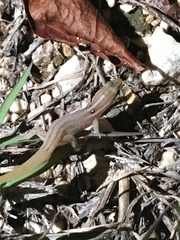 Sphaerodactylus roosevelti