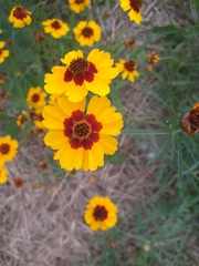 Coreopsis tinctoria