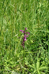 Anacamptis palustris elegans