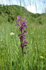 Anacamptis palustris elegans