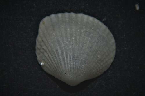 Representative image of Parvicardium scabrum