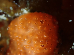 Polysyncraton lacazei