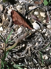 Sphaerodactylus roosevelti