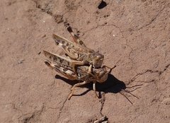 Dociostaurus maroccanus